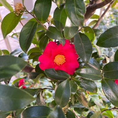 yoshiki3834's profile picture. どんなものか分からないのですが、流れでやってみます。