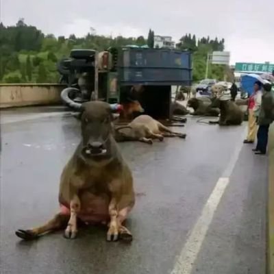 gsgz8888's profile picture. 野火烧不尽，春风吹又生