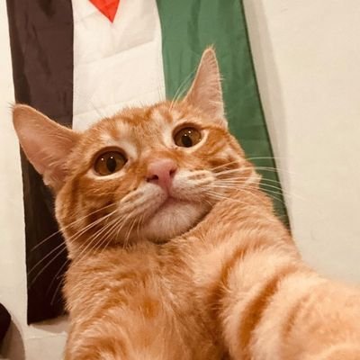 He/him | 29 | TW for Zionists: This account thinks genocide is bad