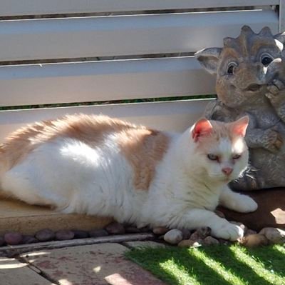 Retired Aged Care Worker. 
Love animals and nature. 
Artist, mainly in oil landscapes, nature, pet portraits. 
#AlwaysWasAlwaysWillBe
🖤💛❤️
🇵🇸🍉