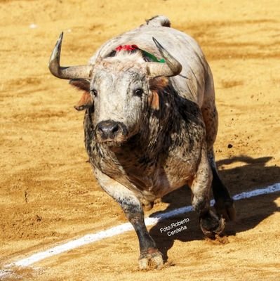 Seguidor de nadie, más que del TORO. José Escolar & Cebada Gago, abogando por una tauromaquia íntegra en todos sus tercios. *Diversidad de Encastes*