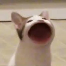 Pop Catさんのプロフィール画像