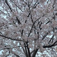 yukky ⒽⒶⓅⓅⓎ ᵕ̈* (@jinyukkyu) 's Twitter Profile