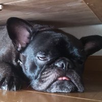 mana_nakata🖤🤍💙だぞー(元キラーマナフィー中田) (@mananakata) 's Twitter Profile Photo