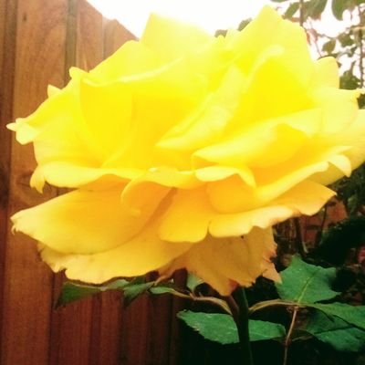 laneyさんのプロフィール画像