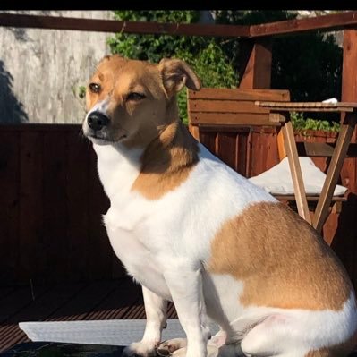 Exploring life on four paws, with the help of my Daddy and the Nannie who replies to my Twitter friends.I love walks Toast and Cheese ! Oh and Cuddles