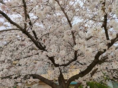 阪神間（尼崎市）を中心に活動している植木屋です。
お庭のご相談ならなんでもどうぞ！！