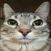 Alexander Savelev (@alexavelev) 's Twitter Profile