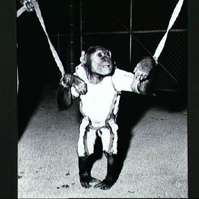 First chimpanzee to orbit Earth.

IFS  
🇾🇪
