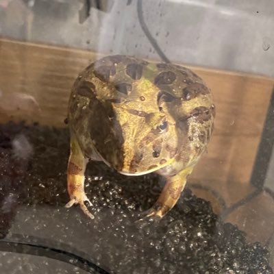 🐸🐢🐢🐭🦎25↑社会人のPC初心者🚹 🦎🐭🐢🐢🐸
ゲーム色々やります
ミリしらでゲームするのが好き☺︎