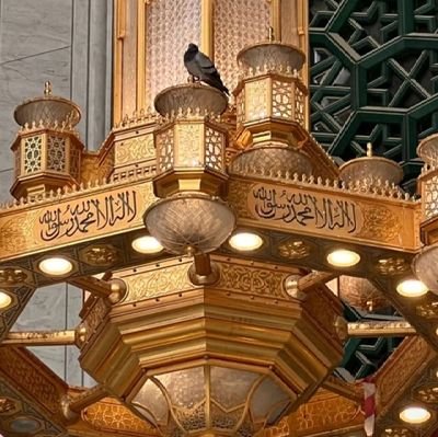 QaryF4875's profile picture. 