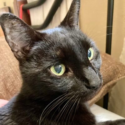 A FL Cat Rescue dedicated to ending suffering. Donations: CashApp:$RescueFlorida GoFundMe: https://t.co/6onvFoSzUj Square: https://t.co/CIyHe3Acnt