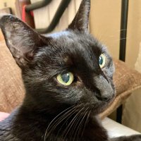 Florida Cat Sanctuaries(@RescueFlorida) 's Twitter Profileg