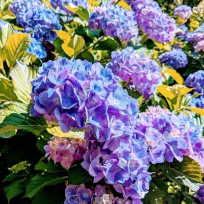 kapi_fujyosi's profile picture. 腐女子 捨て垢外国人からのフォローはブロックします
