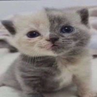 Egan (@egangwoa) 's Twitter Profile Photo