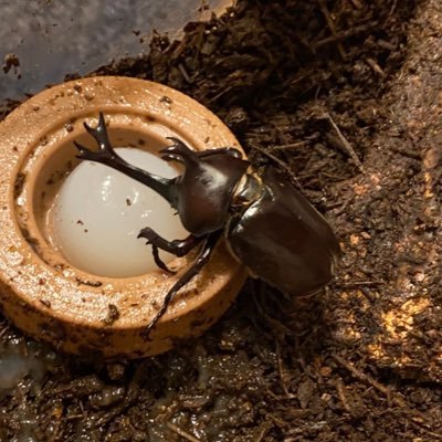 pRaitoKunn's profile picture. 