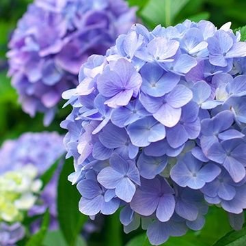 やかまつさんのプロフィール画像