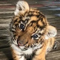 Tigers Den(@_Stargazer10) 's Twitter Profileg