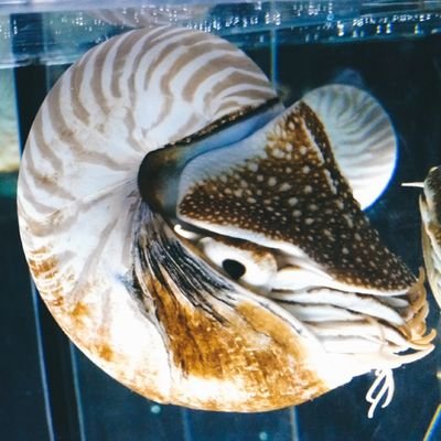 manjukowa1's profile picture. うるさい子供とその親と、爺と客が嫌い。反出生主義。