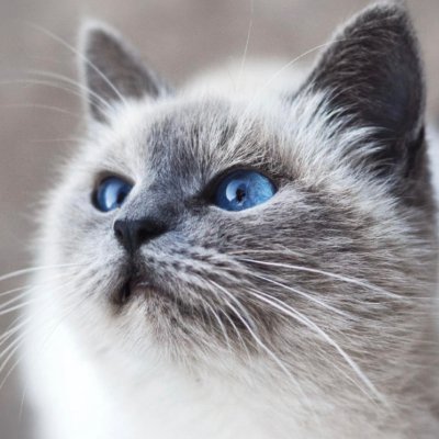 shiesuta0212's profile picture. 