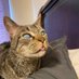 ANIMAL CARE GROUP (@instanbulanimal) Twitter profile photo ANIMAL CARE GROUP (@instanbulanimal) Twitter profile photo