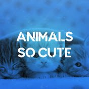 Animals So Cute 🦝(@AnimalsSoCute99) 's Twitter Profile Photo