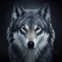 Silent Wolf(@SilentWolfXXX) 's Twitter Profileg