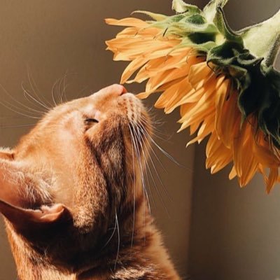 kidteung_meow's profile picture. 😽💗