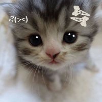 inn (@wavepaus) 's Twitter Profile