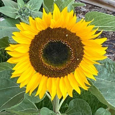 Serenity1226262's profile picture. A creator and writer by trade and nature. Crochet, gardening, diamond art and what lights the soul.