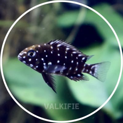 valkifie's profile picture. fish, etc | -ˋˏ ★ ˎˊ-