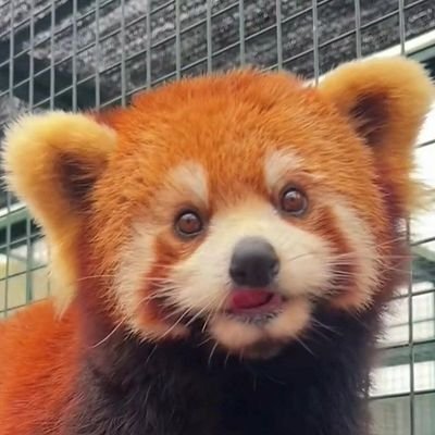 Daily log of the adorable red panda spreading joy! 🐼💕