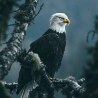 Climate Capture (@climatecapture) 's Twitter Profile