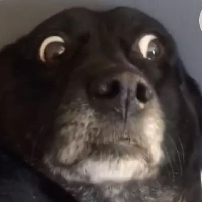 VladsDogFido Profile Picture