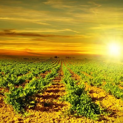 jmsaba's profile picture. 