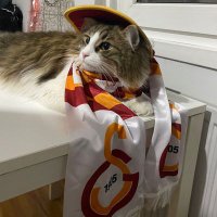 Taylan (@taylanozgrrr) Twitter profile photo