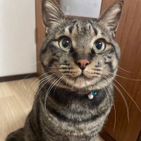 りあん(飼い猫のキジトラ探しています)(@Rian20240407) 's Twitter Profile Photo