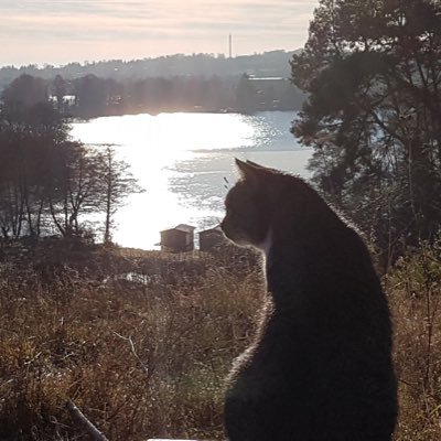 KerstinSpringe1's profile picture. 