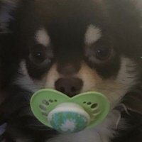 ꒰ 🍃 ꒱┆KIP / KAY (@puppytrots) 's Twitter Profile