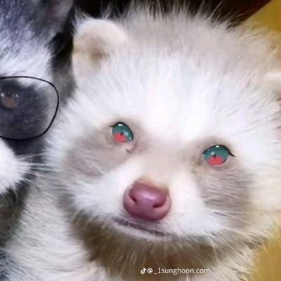 Lomayaret ❲𝘾𝙤𝙢𝙢𝙨 𝗢𝗣𝗘𝗡❳さんのプロフィール画像