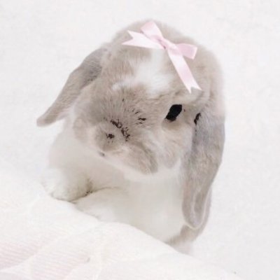 귀여운 토끼로 위장한 예쁜 캡틴 Profile