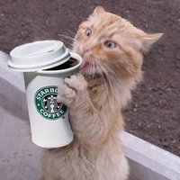 StarbucksCat™ 😼☕🟣(@Starbuckscatsol) 's Twitter Profileg