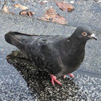 皐月 (@oto_satsuki) Twitter profile photo