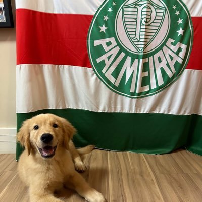 AVANTI PALESTRA! Palmeiras - SEP - Palestra - Verdão