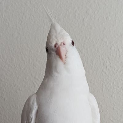 jinglians's profile picture. they | 21↑ | EN/日本語 | sometimes i write stuff & eat ttrpg dice |💙🦁| danmei is ruining my life again | 🖋: @AsianFoodsZine @faerghusfour | not spoiler free