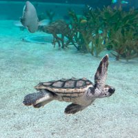 しろ (@rinyuki723) 's Twitter Profile