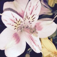 ๐ (@aroa2021) 's Twitter Profile