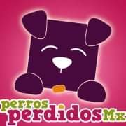 PerrosPerdidosMx(@PrrosPerdidosMX) 's Twitter Profile Photo