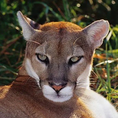 Save a Panther; DEAUTHORIZE Region 2 of WERP!!