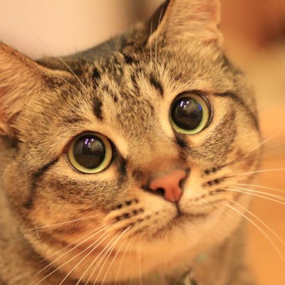 こんにちは。飛行機、バイク、クルマ、猫などの写真撮影が趣味です。よろしくお願いします。https://t.co/CDN8vEiGRm